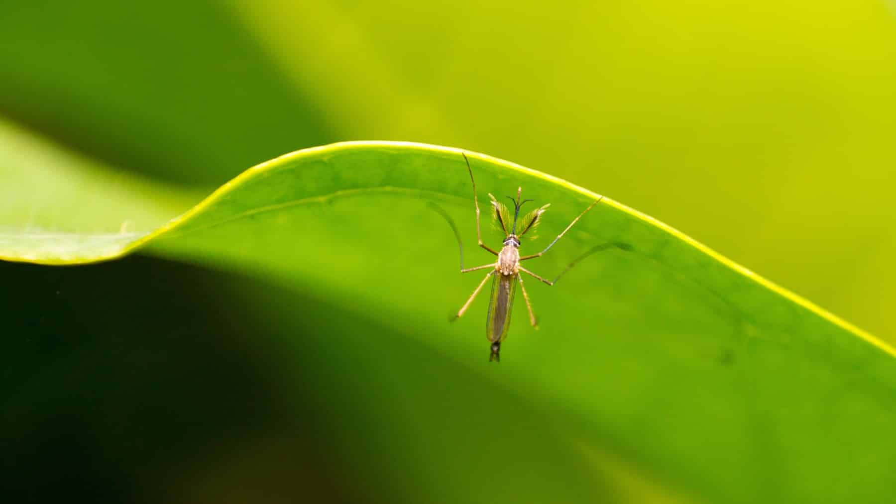 Take Back the Outdoors With The Best Mosquito Control for Yards
