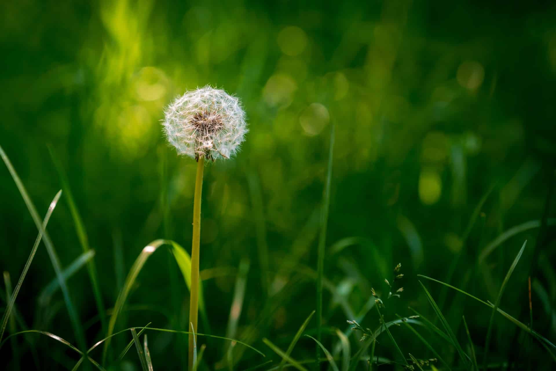 Battling Weeds In Your Lawn In Greenville SC battling-weeds-in-your-lawn-in-greenville-sc